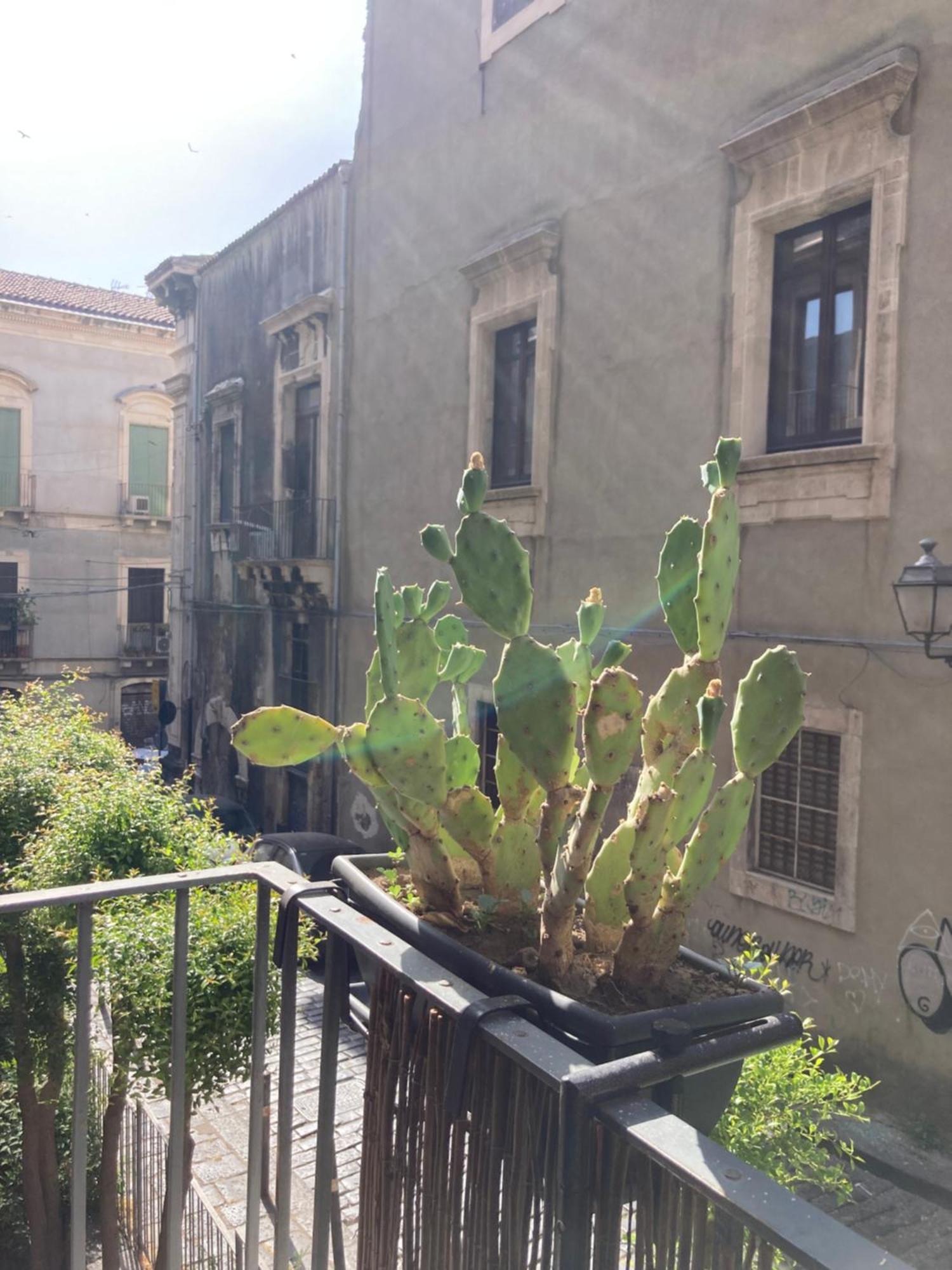 Aita Domus Apartment Catania Exterior photo